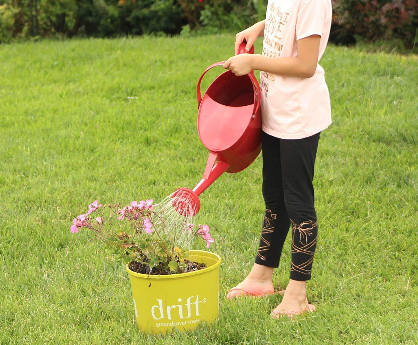 Montresor Red Watering Can 100 Count