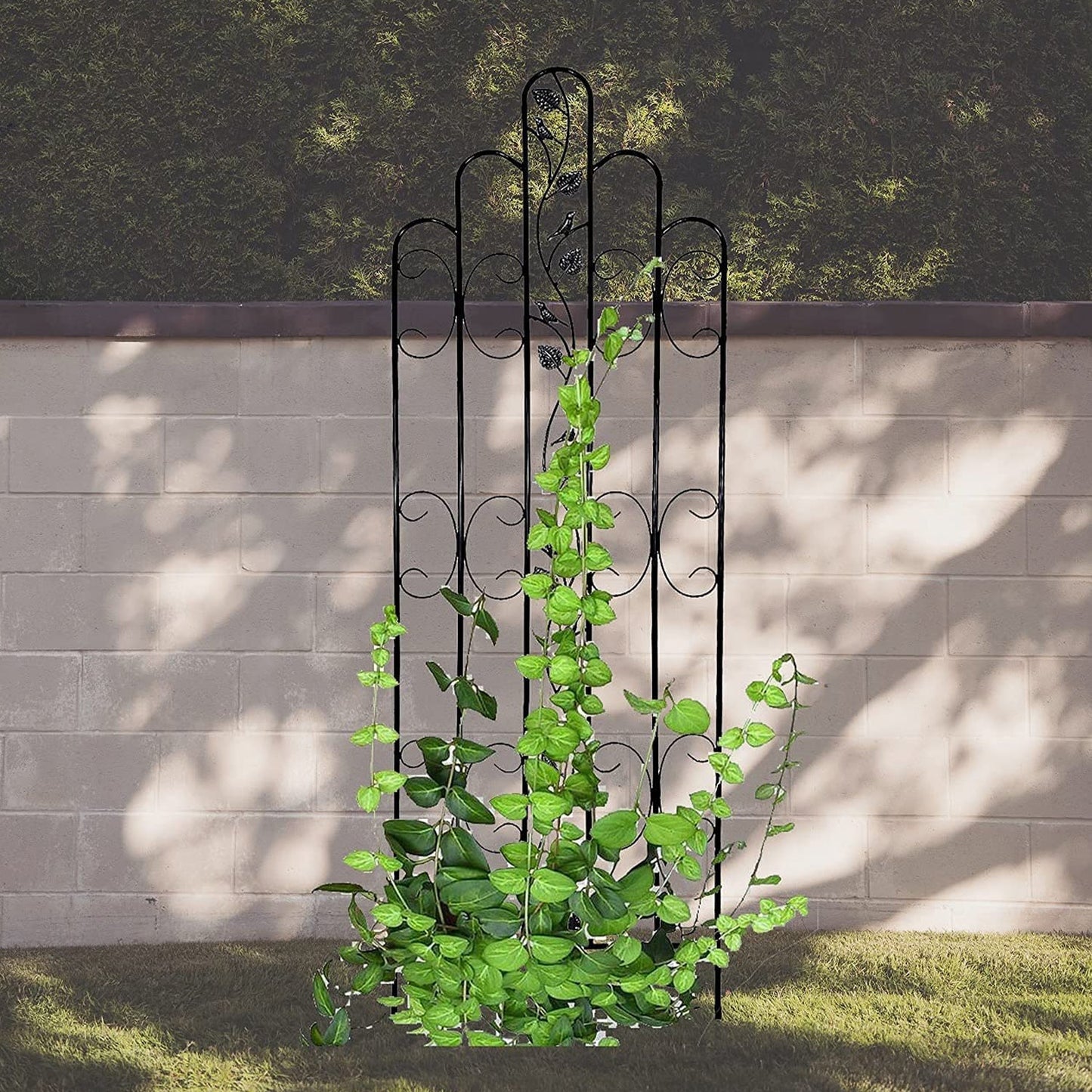 Montresor Online Heavy Duty Trellis for Garden and Climbing Plants and Vines