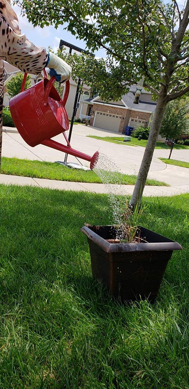 Montresor Red Watering Can 100 Count