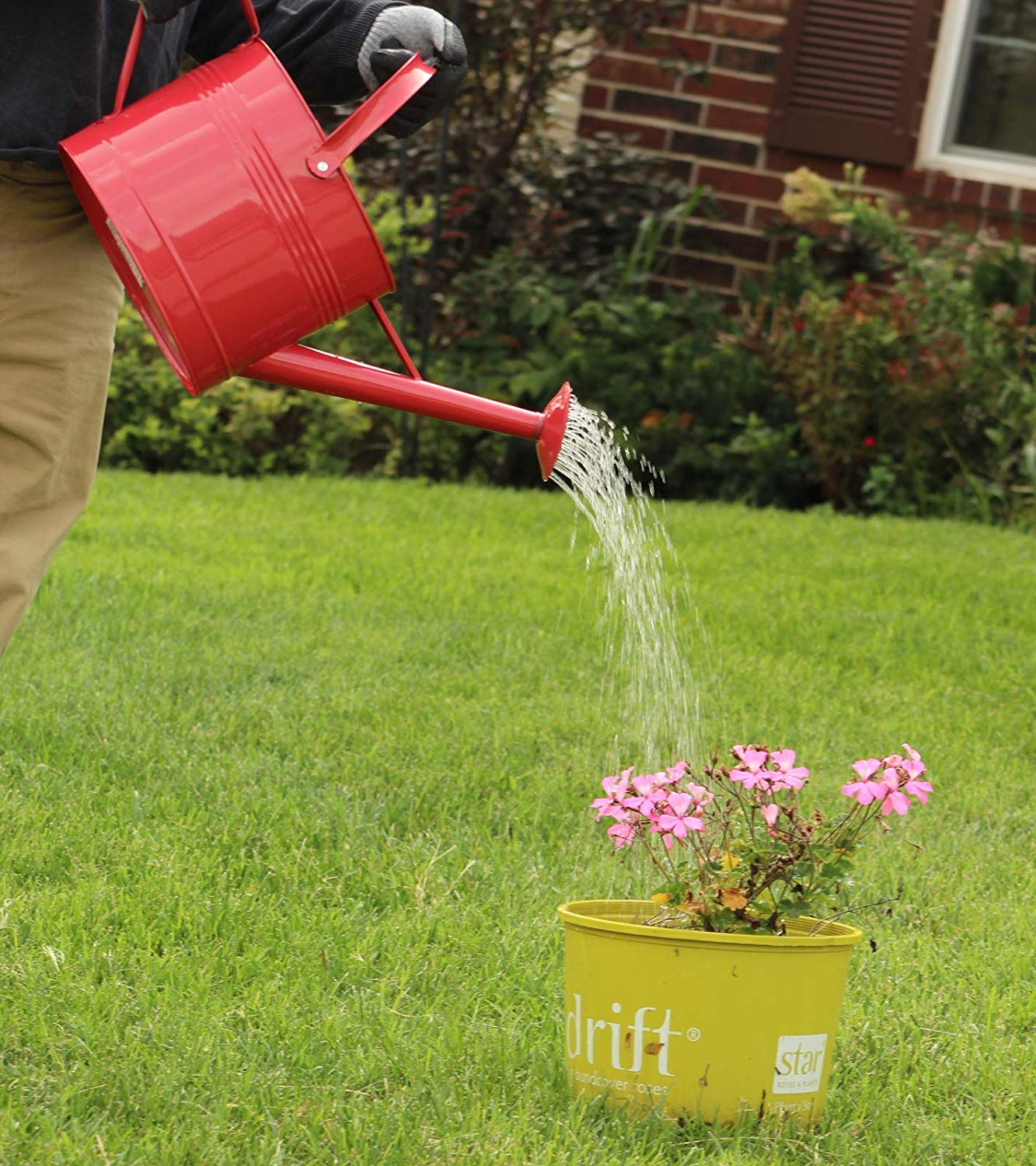 Montresor Red Watering Can 100 Count