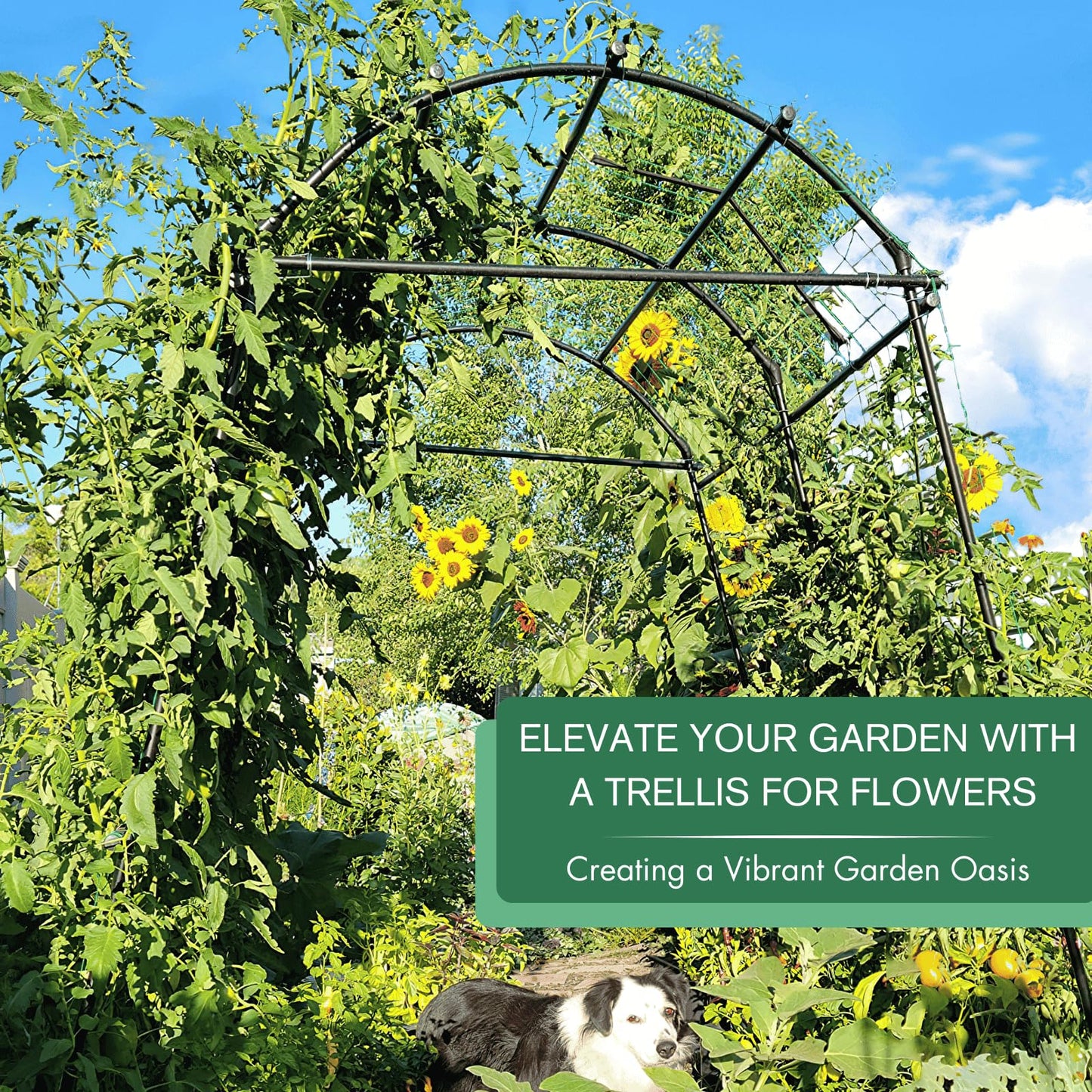 Montresor Garden Arch Trellis 7FT Extra Tall Polyethylene-Coated Stainless Steel Garden